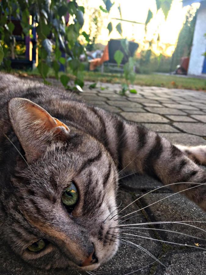 Вілла Cat Stone Піш Екстер'єр фото